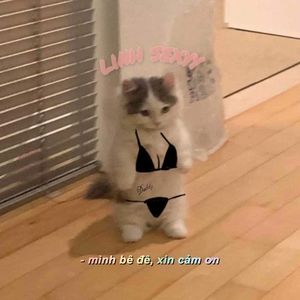 Meet your Posher, Linhh